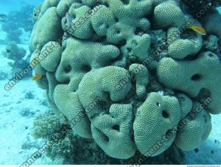 Brain coral Diploria cerebriformis 7